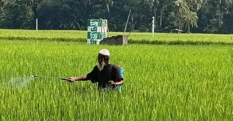 উপকূলে লবণাক্ততায় কমছে ধানের ফলন, সংকটে চিংড়ি চাষও