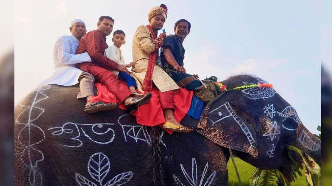 মা-বাবার ইচ্ছা পূরণে হাতির পিঠে বরযাত্রা, নজর কাড়লেন সাকিব