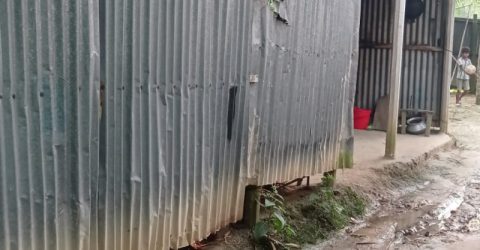এক রাতে তিন বাড়ি থেকে ৪ গরু চুরি