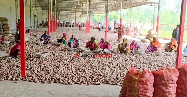 ২০ টাকার আলু এখন ১৪ • পুঁজি হারানোর শঙ্কায় মৌসুমি আলু ব্যবসায়ী-কৃষক