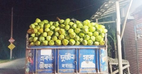 শতকোটি টাকার ডাব বাণিজ্যে বদলে যাচ্ছে দক্ষিণাঞ্চলের গ্রামীণ অর্থনীতি
