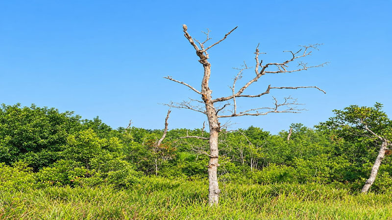 সুন্দরবনের ৩৯ শতাংশ সুন্দরী গাছ রোগের শিকার